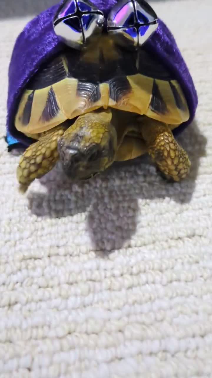 My Tortoise 🐢