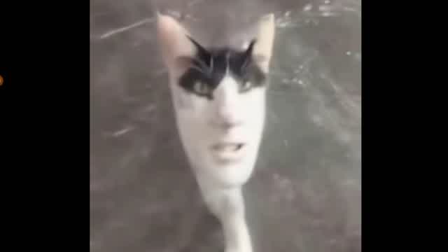 A anormal cat XD