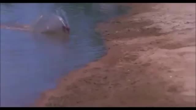 A shark on land mofo