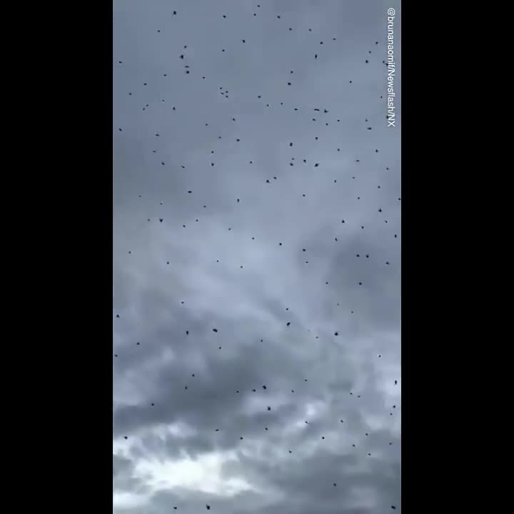 why i would never visit australia 😬🕷🕸🇦🇺