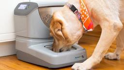 Consider These Factors When Purchasing an Automatic Dog Feeder