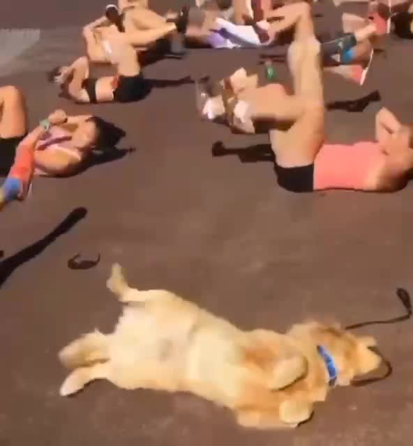 video-fa68faa2421e8300de06eac448b8f0d4-V