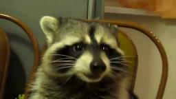 Raccoon eats grapes