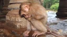 Sad Monkey Gets No Love, Boo-Hoo