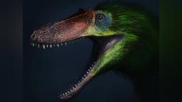 AMV Barracuda - Qianzhousaurus (Pinocho rex)