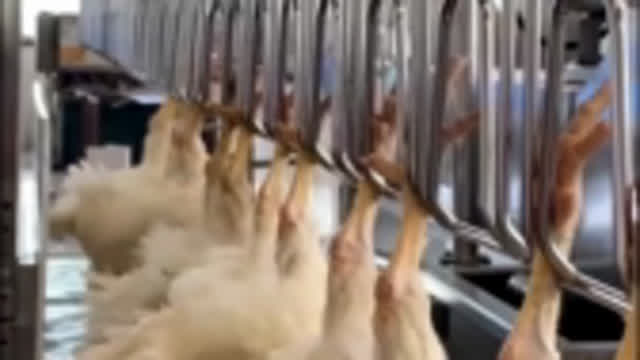 Stun the Chickens on the slaughter line