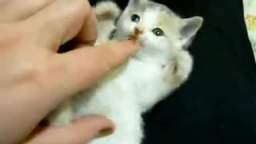 Small cute kitten