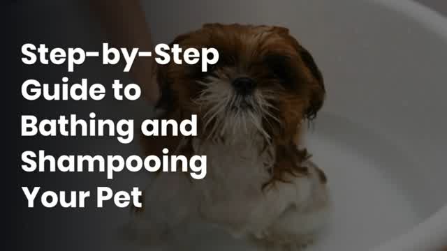 Step-by-Step Guide to Bathing and Shampooing Your Pet