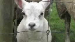 Pure Pwnage - Episode 11 (Baa lol)