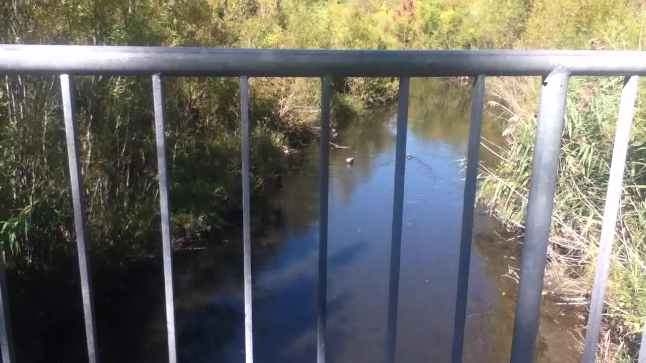 Ducks In A River