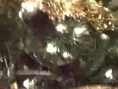 Kitten In A Christmas Tree