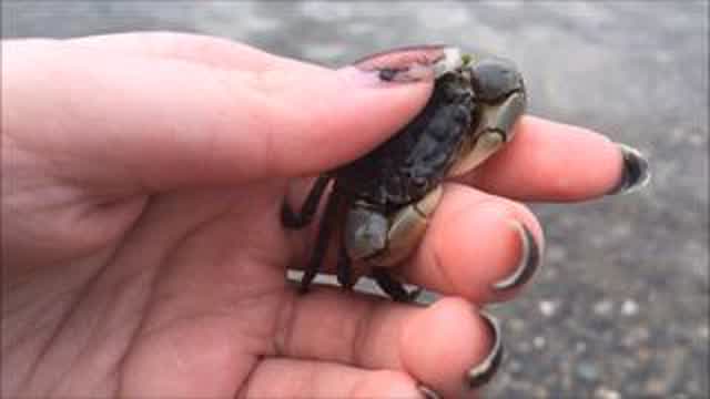 Playing With Crabs (and other sea stuff)