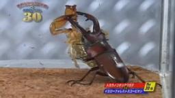 Japanese Bug Fights: Tokara Stag Beetle vs. Yellow Forest Scorpion (S01E30)