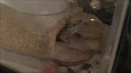 REINA THE LEOPARD GECKO PEAKING OUT REINA THE LEOPARD GECKO PEAKING OUT