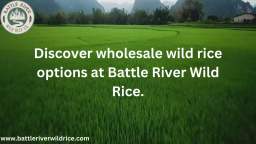 Wholesale Wild rice