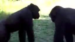 Dos simios peleando (Loquendo) (de MUNNTWA)