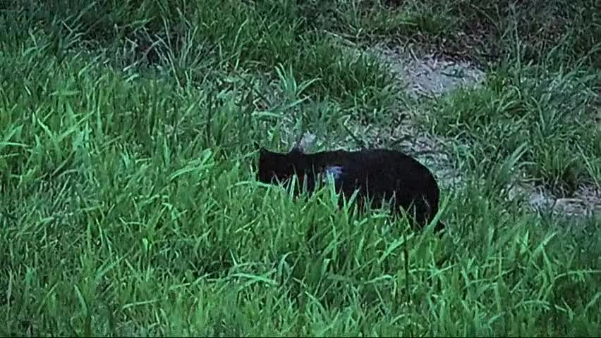 Kitty.mp4