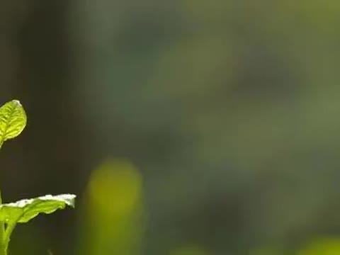 Cube Show: Episode 2 | Plants look like that?