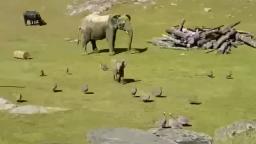 baby elephant playing