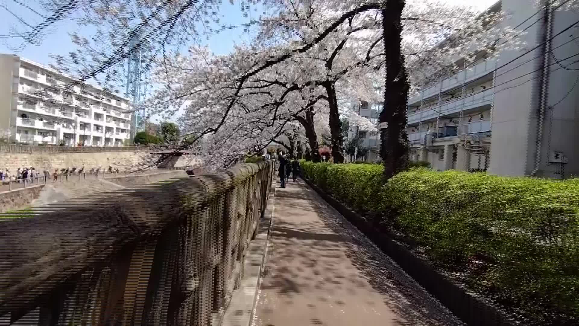 sakura
