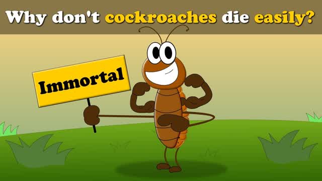 Why don't cockroaches die easily?