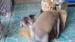 Jim Harino rapes his sockpuppet pet cat Zackie the Zoroark