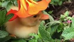 flower hat duckling
