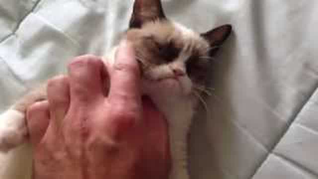 The Original Grumpy Cat! The Original Grumpy Cat!