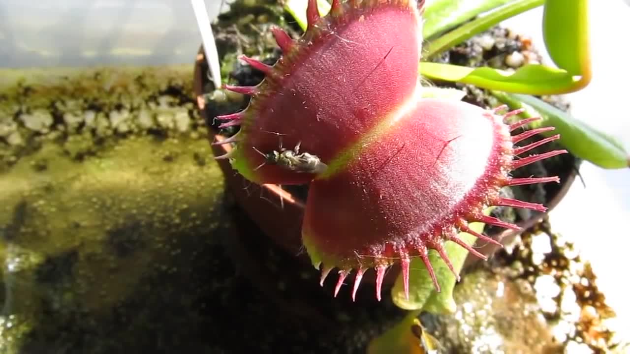 Venus Flytrap