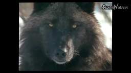 Los lobos documental  los cazadores salvajes.