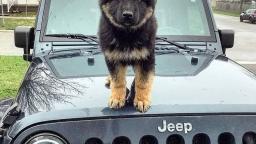 Awesome German Shepherd