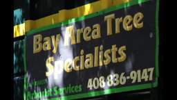 Best Trees Pruning in San Jose California - Bay Area Tree Specialists (408) 836-9147