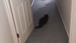 scaring a cat