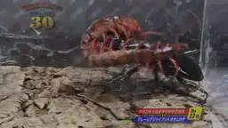 Japanese Bug Fights: Tarandus Stag Beetle vs. Malaysia Giant Centipede (S01E23)