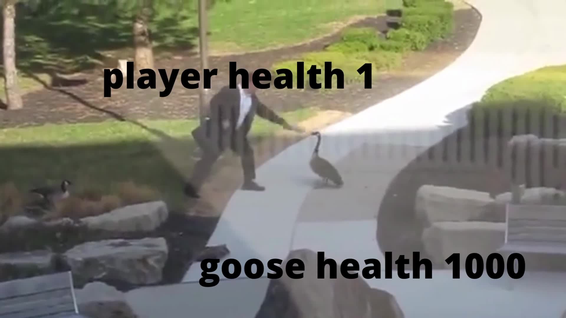 guy got fucked by a goose