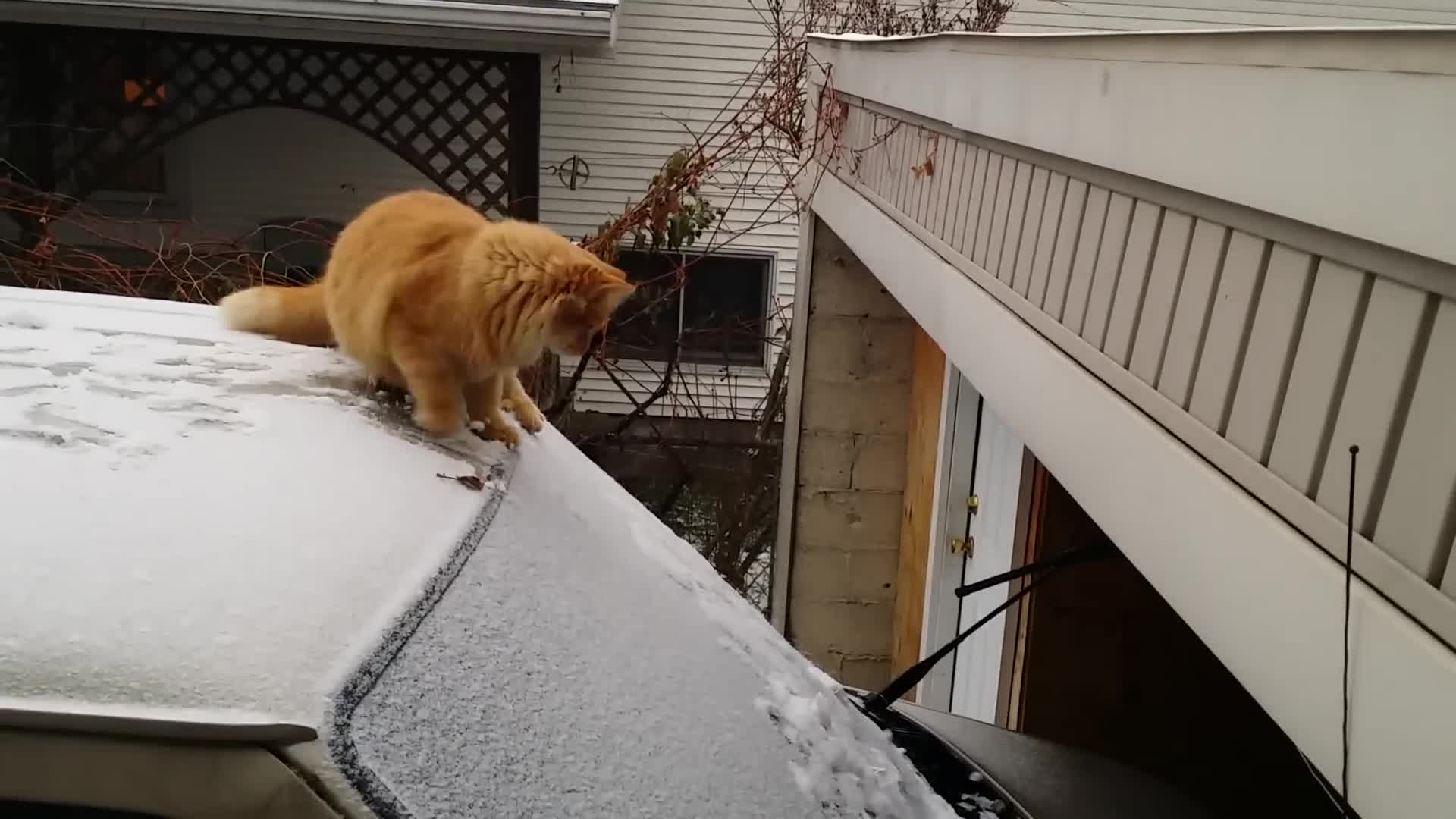 Cat fail in snow