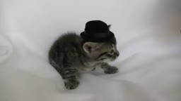Fedora Kitten gets punched by cat