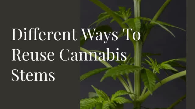 Different_Ways_To_Reuse_Cannabis_Stems