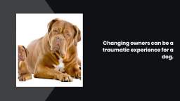 How Changing Owners Can Be traumatic For Dogs