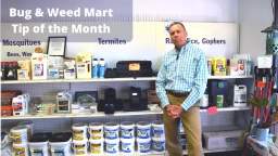 Effective Roof Rat Control Tips and Products - January Tip of the Month Bug & Weed Mart