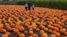 Max Sits In The Pumpkin Patch