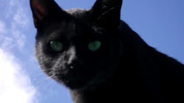 MY CAT ON THE ROOF
