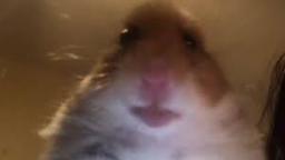 Hamster Answers The Phone