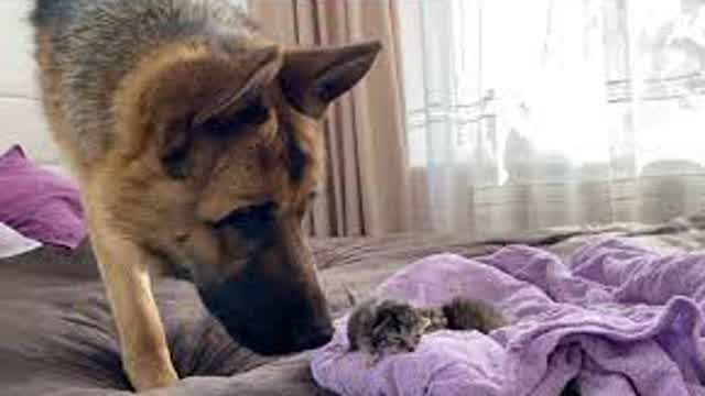 German Shepherd is Confused by the Meowing of a Tiny Kitten