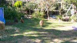 Dobby the capybara grazes in his back yard