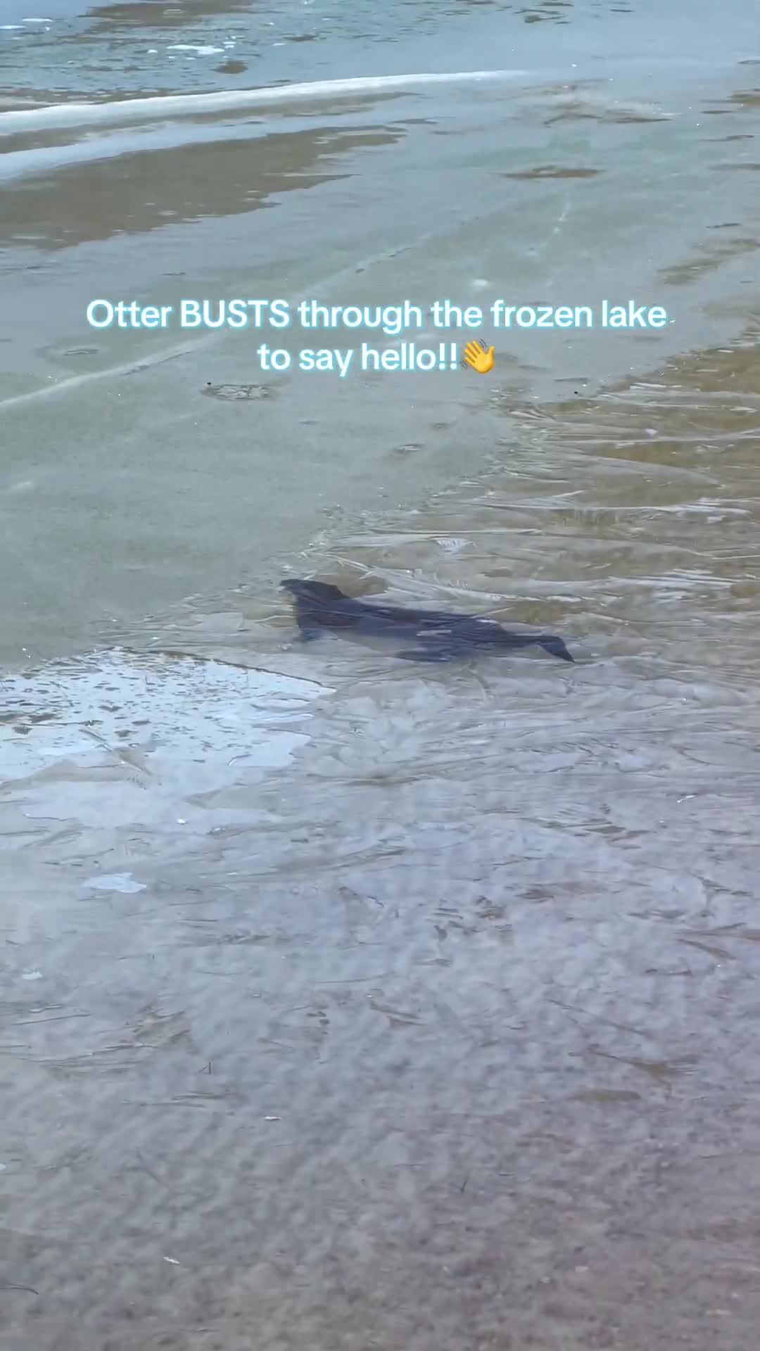 Wait for it…