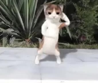 gato