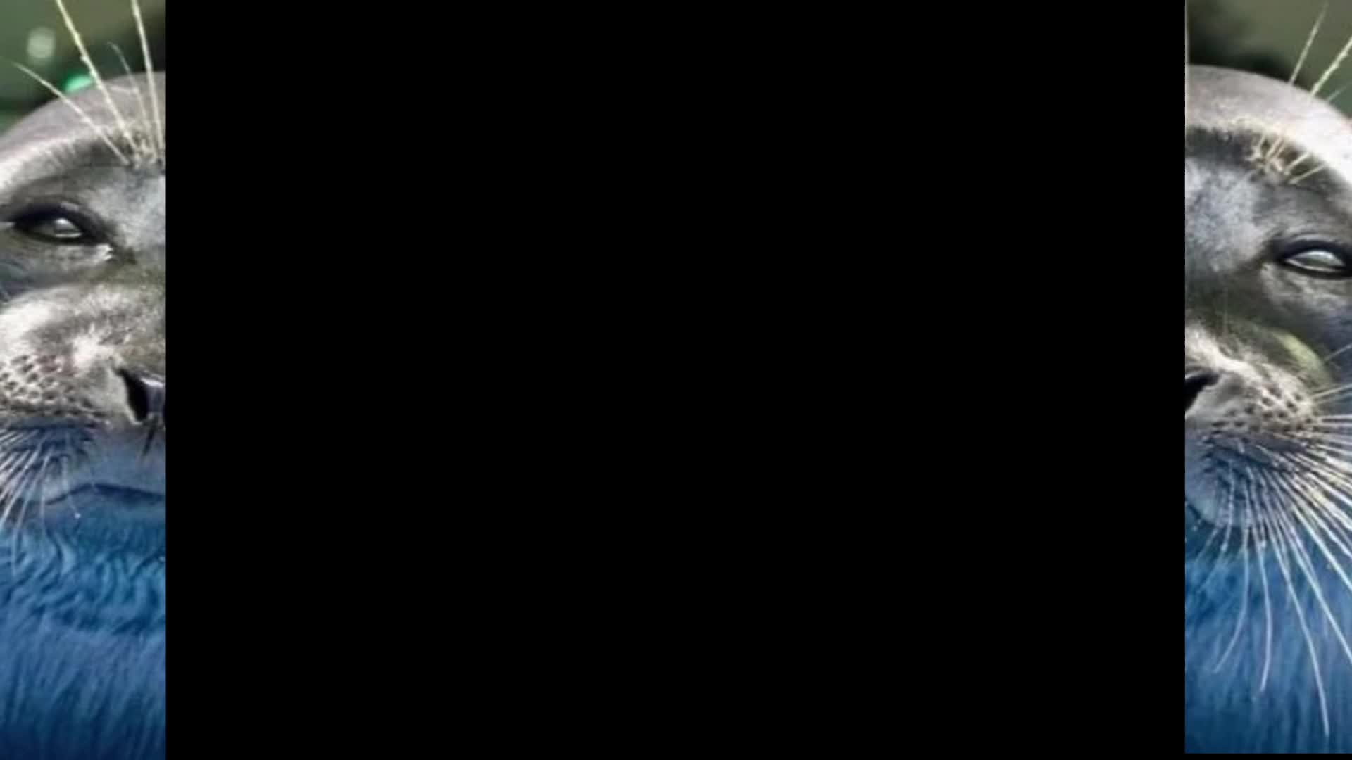 Fallout 1 / Caravana