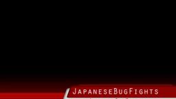Japanese Bug Fights: Manticora Tiger Beetle vs. Somali Red Scorpion (S02E25)