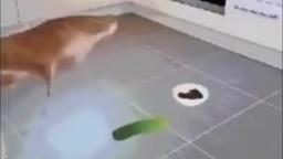 Random vids that i found on tiktok #1